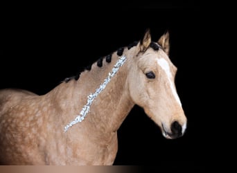Pony Francese, Castrone, 10 Anni, 147 cm, Falbo