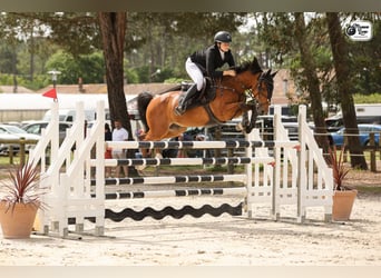 Pony Francese, Castrone, 11 Anni, 148 cm, Baio
