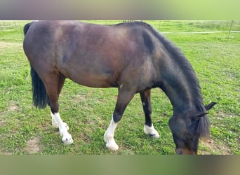 Pony Francese, Castrone, 11 Anni