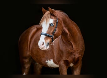 Pony Francese, Castrone, 12 Anni, 129 cm, Sauro