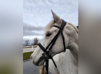 Pony Francese, Castrone, 12 Anni, 147 cm, Grigio