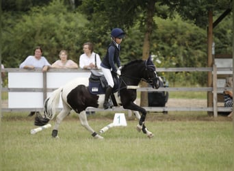 Pony Francese Mix, Castrone, 13 Anni, 138 cm, Pezzato