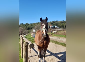 Pony Francese, Castrone, 16 Anni, 142 cm, Baio nero