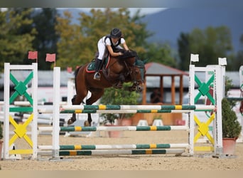 Pony Francese, Castrone, 17 Anni, 148 cm, Baio