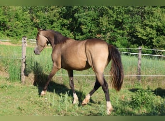 Pony Francese, Castrone, 2 Anni, 148 cm, Falbo
