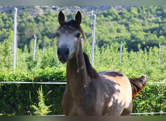 Pony Francese, Castrone, 2 Anni, 148 cm, Falbo