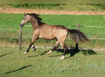 Pony Francese, Castrone, 2 Anni, 148 cm, Falbo