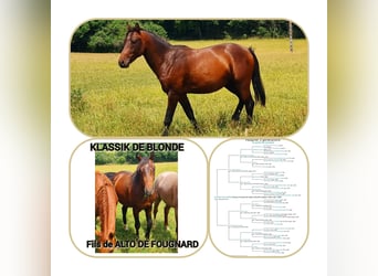 Pony Francese, Castrone, 3 Anni, 147 cm, Baio