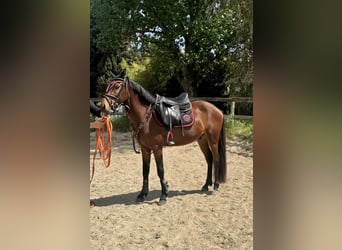 Pony Francese, Castrone, 5 Anni, 145 cm, Baio