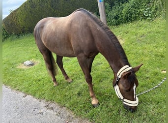 Pony Francese, Castrone, 5 Anni, 152 cm, Sauro scuro