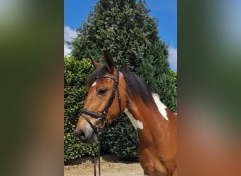 Pony Francese, Castrone, 5 Anni, 157 cm, Pezzato