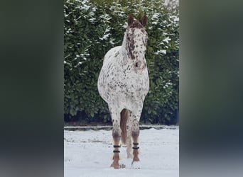 Pony Francese, Castrone, 5 Anni, 163 cm, Leopard
