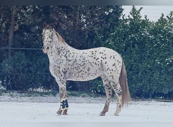 Pony Francese, Castrone, 5 Anni, 163 cm, Leopard