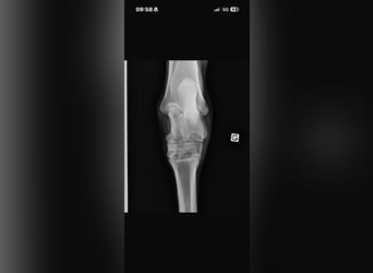 Pony Francese, Castrone, 6 Anni, 145 cm, Grigio