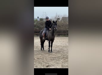 Pony Francese, Castrone, 6 Anni, 149 cm, Baio nero
