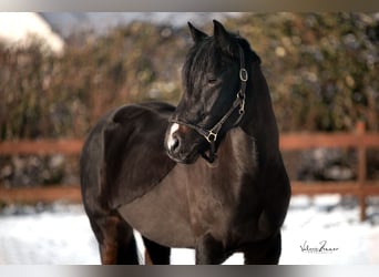 Pony Francese, Castrone, 6 Anni, 149 cm, Baio nero