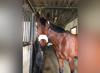 Pony Francese, Castrone, 6 Anni, 168 cm, Baio scuro