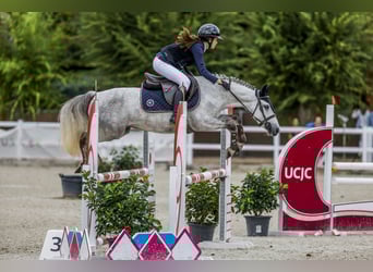 Pony Francese, Castrone, 8 Anni, 138 cm, Grigio