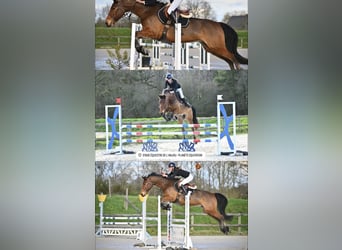 Pony Francese, Castrone, 8 Anni, 160 cm, Baio