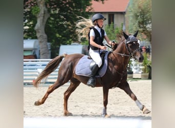 Pony Francese, Castrone, 9 Anni, 133 cm, Sauro scuro