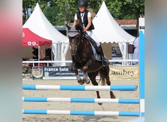 Pony Francese, Castrone, 9 Anni, 133 cm, Sauro scuro