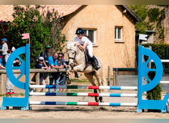 Pony Francese, Castrone, 9 Anni, 145 cm, Palomino