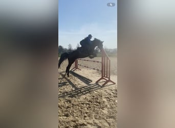 Pony Francese, Giumenta, 10 Anni, 152 cm, Baio