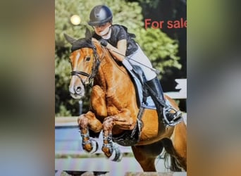 Pony Francese, Giumenta, 11 Anni, 138 cm, Sauro