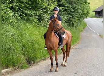 Pony Francese, Giumenta, 12 Anni, 152 cm, Sauro