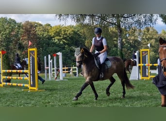 Pony Francese, Giumenta, 13 Anni, 148 cm, Pelle di daino