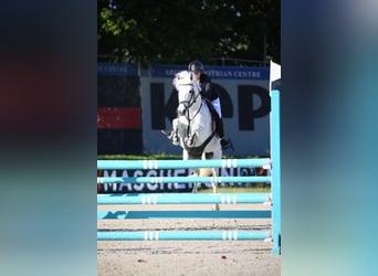 Pony Francese, Giumenta, 14 Anni, 148 cm, Grigio