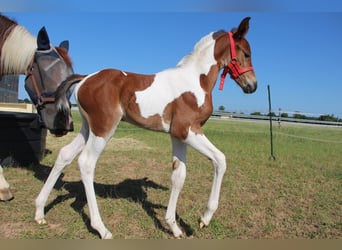 Pony Francese, Giumenta, 1 Anno, Pezzato