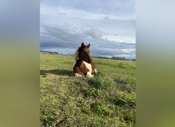 Pony Francese, Giumenta, 1 Anno, Pezzato