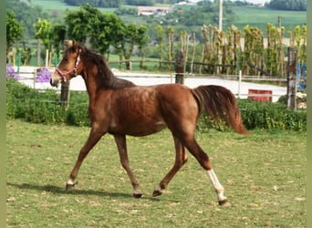 Pony Francese, Giumenta, 1 Anno, Sauro scuro