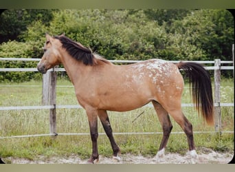 Pony Francese, Giumenta, 2 Anni, 135 cm, Leopard