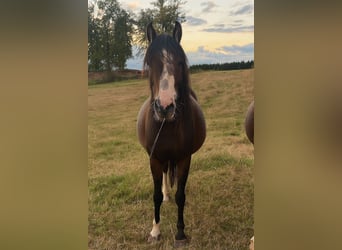 Pony Francese, Giumenta, 5 Anni, 134 cm, Baio