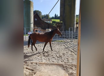 Pony Francese, Giumenta, 5 Anni, 160 cm, Baio