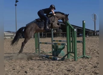 Pony Francese, Giumenta, 6 Anni, 145 cm, Baio ciliegia