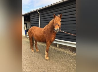 Pony Francese, Giumenta, 8 Anni, 148 cm, Sauro