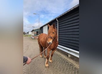 Pony Francese, Giumenta, 8 Anni, 148 cm, Sauro