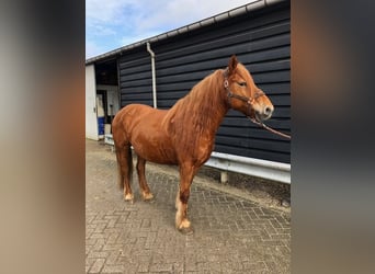 Pony Francese, Giumenta, 8 Anni, 148 cm, Sauro