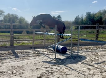 Pony Francese, Giumenta, 8 Anni, 155 cm, Baio