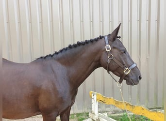 Pony Francese, Giumenta, 9 Anni, 147 cm, Morello