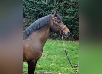 Pony Francese, Stallone, 10 Anni, 145 cm, Baio nero
