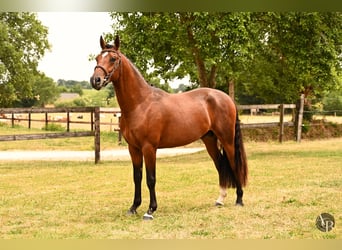 Pony Francese, Stallone, 2 Anni, 145 cm, Baio