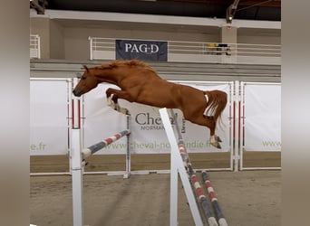 Pony Francese, Stallone, 3 Anni, 148 cm, Sauro