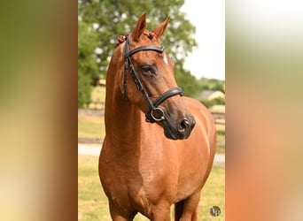 Pony Francese, Stallone, 4 Anni, 147 cm, Sauro scuro