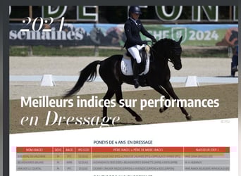 Pony Francese, Stallone, 5 Anni, 148 cm, Morello