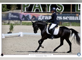 Pony Francese, Stallone, 5 Anni, 148 cm, Morello