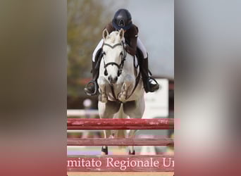 Pony Francese, Stallone, 9 Anni, Bianco